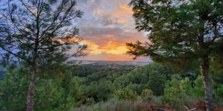 יער חניתה. צילום: צק אין אאוט פיקניק, טבע והיסטוריה: 6 מקומות מושלמים לבילוי ביום העצמאות