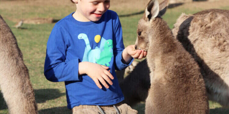 גן גורו. צילום: אורן גבאי גולן מה עושים עם הילדים? כל האטרקציות בפסח 2025